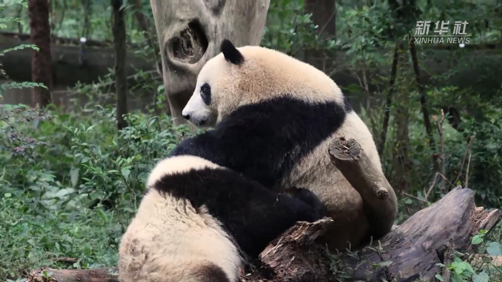 美丽中国行·探访大熊猫国家公园丨走进首次科学发现大熊猫之地
