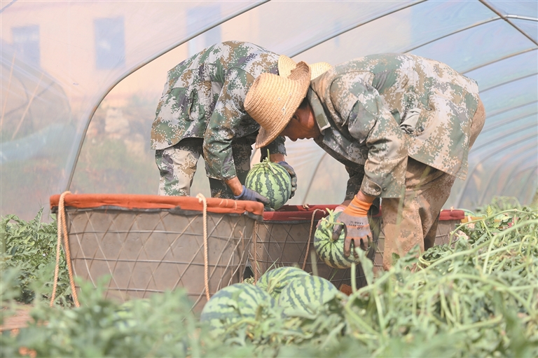 沾益头茬西瓜抢“鲜”上市