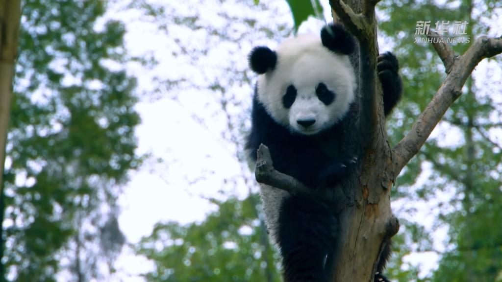 美丽中国行·探访大熊猫国家公园丨为什么说大熊猫是旗舰物种?