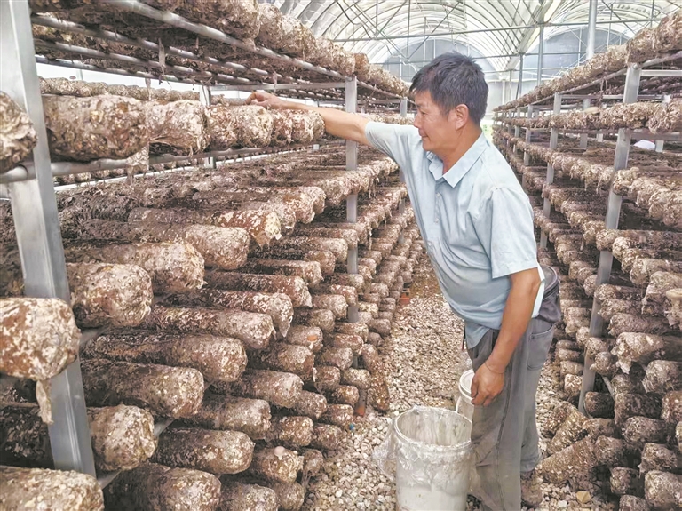香菇精细管护助产业提质增效