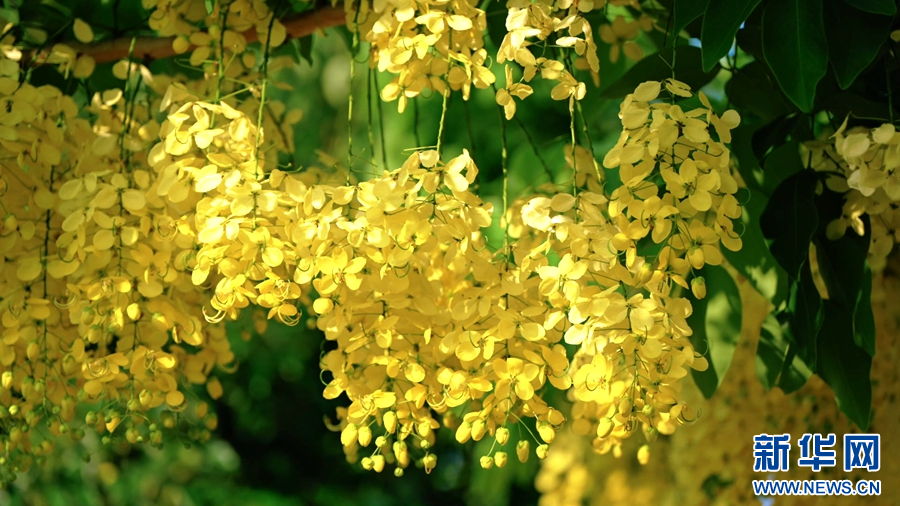 云南双江:腊肠花开 邂逅金色浪漫