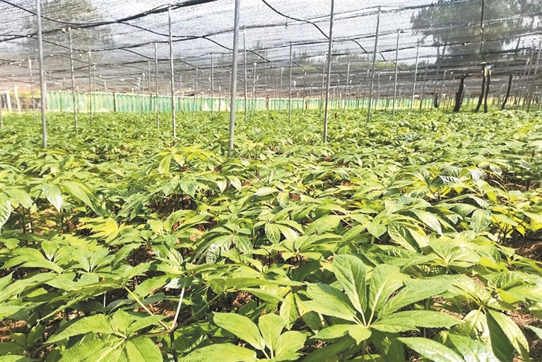 中药材种植基地。秦玲玉 摄