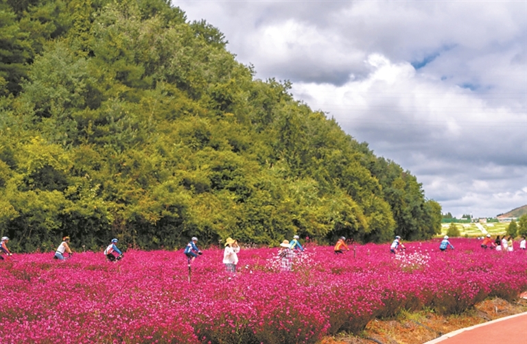 川渝游客扎堆曲靖避暑