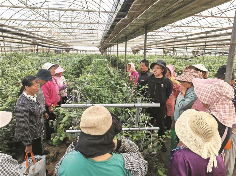 农技人员在为务工群众讲解田间管护知识。张红仙 摄