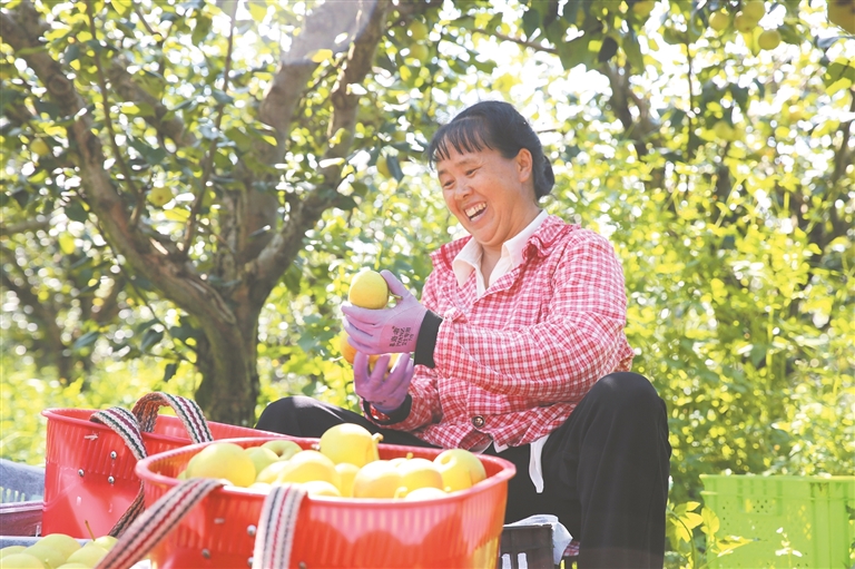 东堡鲜梨畅销助增收