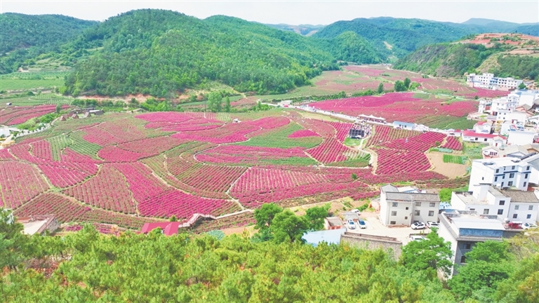 玫瑰花海(拍摄于2025年5月1日)。