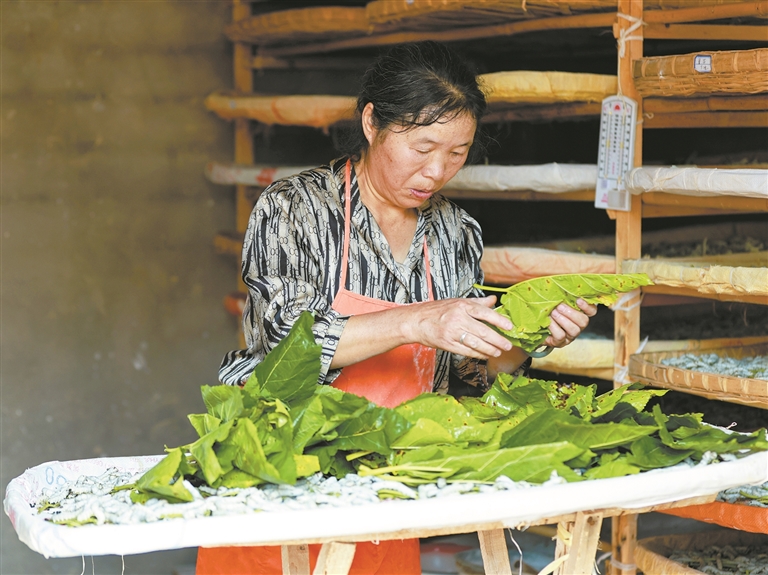 蚕桑管护正当时 庭院养蚕助增收