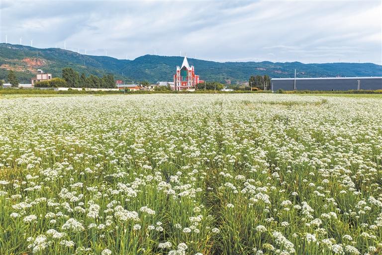 曲靖市麒麟区珠街街道涌泉村的韭菜花竞相绽放
