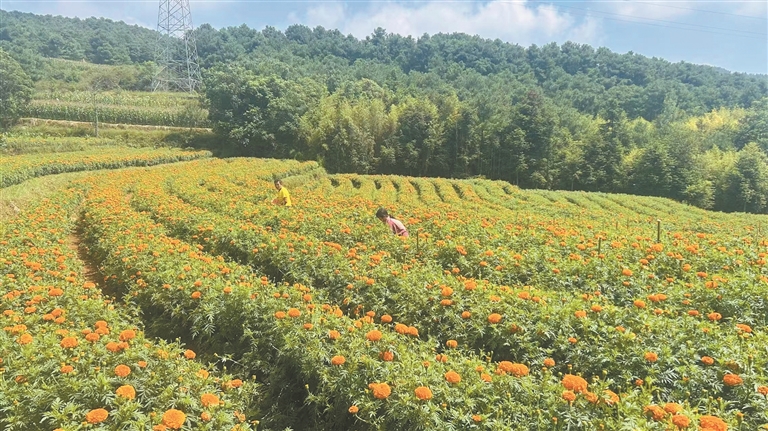 万寿菊竞相绽放。