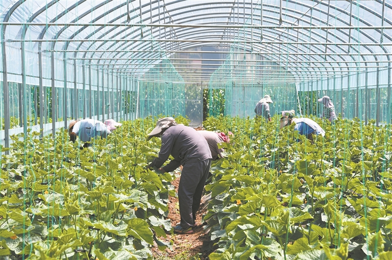 田间管护。
