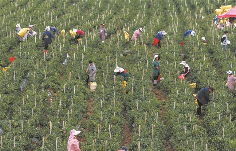 农户正在采收成熟的辣椒。