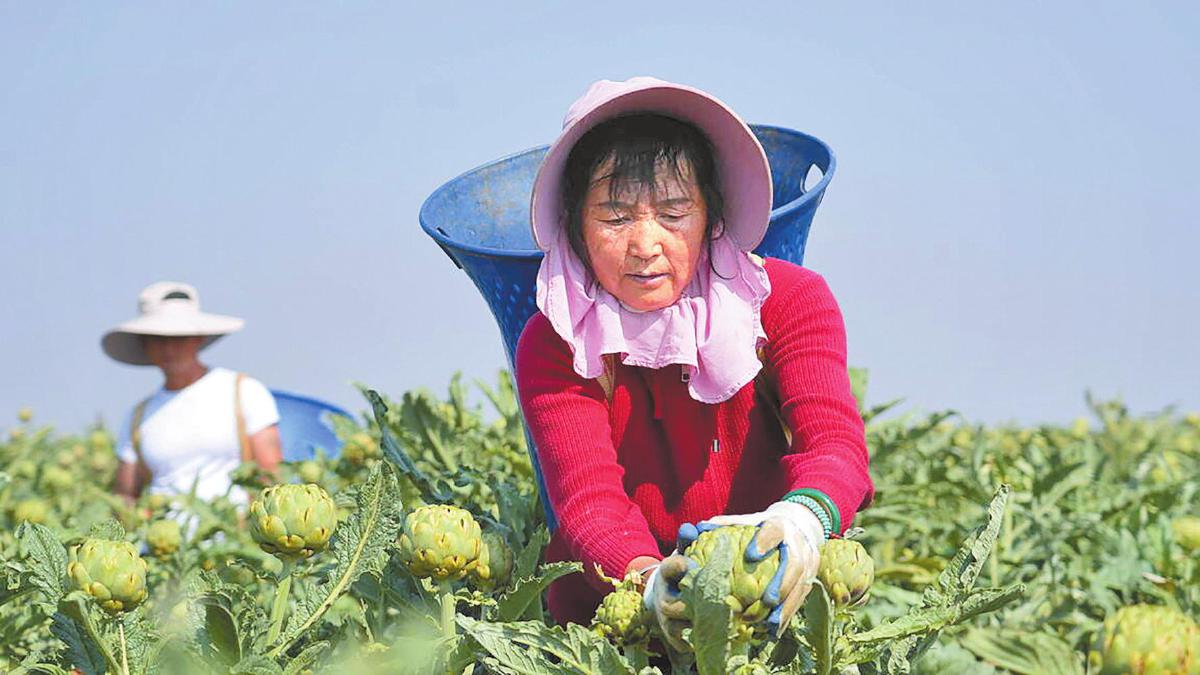 陆良县：特色菜撬动产业蝶变