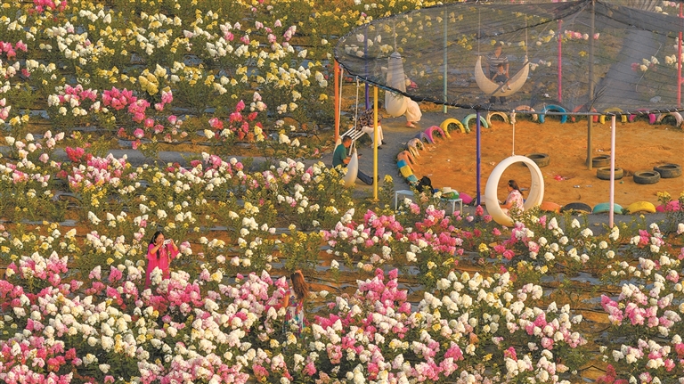 土瓜冲绣球花盛放