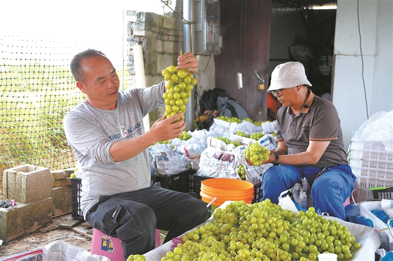 陆良：葡萄挂满枝  农户喜增收