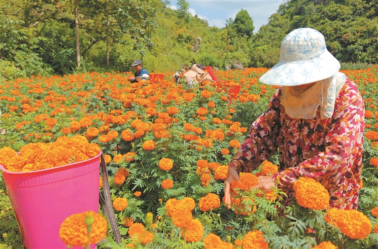 富源县四万亩万寿菊进入采收季